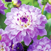 Dahlia Tubers - Blue Wish