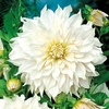 Dahlia Tubers - Cafe au Lait
