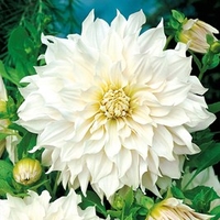 Dahlia Tubers - Cafe au Lait