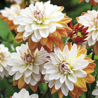 Dahlia Tubers - Coupe Soleil