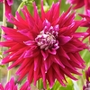 Dahlia Tubers - Dinner Plate Collection