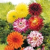 Dahlia Tubers - Dinner Plate Mix