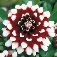 Dahlia Tubers - Duet