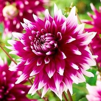 Dahlia Tubers - England