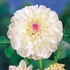Dahlia Tubers - Eveline