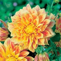 Dahlia Tubers - Explosion