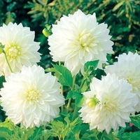 Dahlia Tubers - Fleurel