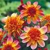 Dahlia Tubers - Floorinoor