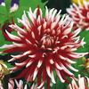Dahlia Tubers - Friquolet