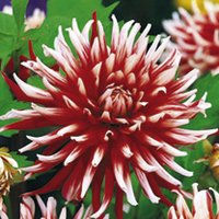 Dahlia Tubers - Friquolet