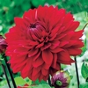 Dahlia Tubers - Garden Wonder
