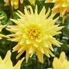 Dahlia Tubers - Gelber Vulcan