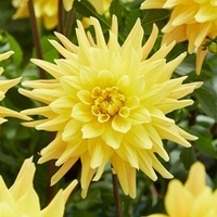 Dahlia Tubers - Gelber Vulcan
