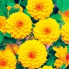 Dahlia Tubers - Golden Scepter