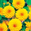 Dahlia Tubers - Golden Scepter