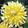 Dahlia Tubers - Grand Prix