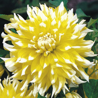Dahlia Tubers - Grand Prix