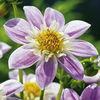 Dahlia Tubers - Impression Famoso