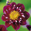 Dahlia Tubers - Impression Fantastico