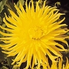 Dahlia Tubers - Kennemerland