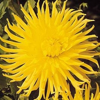 Dahlia Tubers - Kennemerland