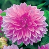Dahlia Tubers - Lavender Perfection