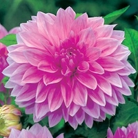 Dahlia Tubers - Lavender Perfection