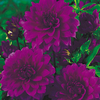 Dahlia Tubers - Le Baron