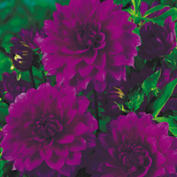 Dahlia Tubers - Le Baron