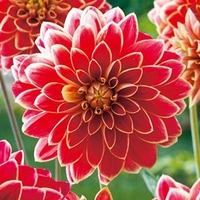 Dahlia Tubers - Maxime
