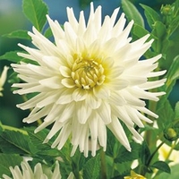 Dahlia Tubers - My Love