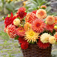 Dahlia Tubers - Orange Collection