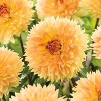 Dahlia Tubers - Orange Sakura