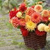 Dahlia Tubers - Orange/Salmon Mix