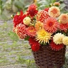 Dahlia Tubers - Orange/Salmon Mix