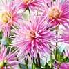 Dahlia Tubers - Park Princess