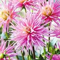 Dahlia Tubers - Park Princess