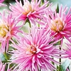 Dahlia Tubers - Park Princess
