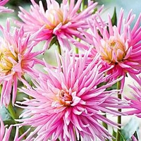 Dahlia Tubers - Park Princess
