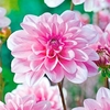 Dahlia Tubers - Pink Perception