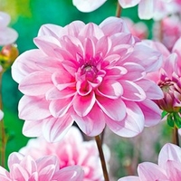 Dahlia Tubers - Pink Perception