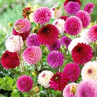 Dahlia Tubers - Pink/Purple Pompon Mix