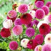 Dahlia Tubers - Pink/Purple Pompon Mix