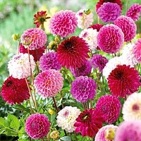 Dahlia Tubers - Pink/Purple Pompon Mix