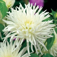 Dahlia Tubers - Playa Blanca