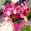 Dahlia Tubers - Purple Collection