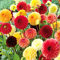 Dahlia Tubers - Red/Yellow/Orange Pompon Mix