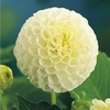 Dahlia Tubers - Snowflake