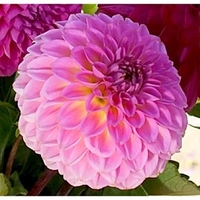 Dahlia Tubers - Stolze Von Berlin