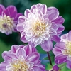 Dahlia Tubers - Take Off